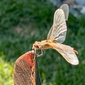 Meet your Posher, Vicky